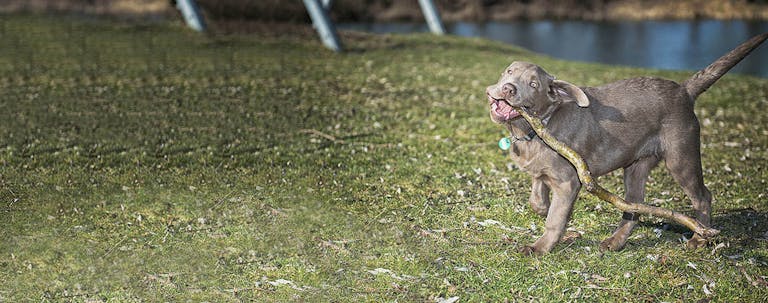How to Train a Labrador Puppy to Retrieve How to Train a Labrador Puppy to Retrieve